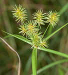 Manyflower flatsedge